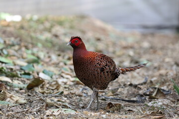 Copper Pheasant (Syrmaticus soemmerringii intermedius) male in Kochi pref, Japan 