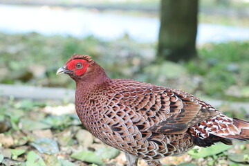 Copper Pheasant (Syrmaticus soemmerringii intermedius) male in Kochi pref, Japan 