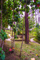 Obraz premium A narrow stone path leads through lush tropical plants and pine trees in Lembang, Bandung. Peaceful garden walkway in a serene forest environment.