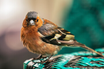 bird on a branch