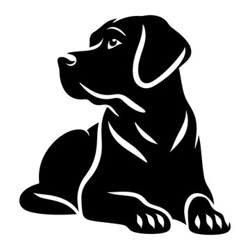 black labrador retriever