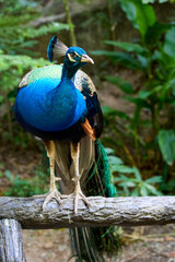 Male peacock sitting on a perch