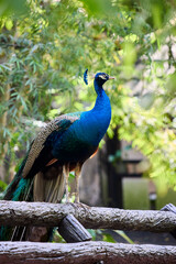 Male peacock sitting on a perch