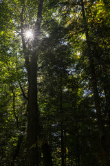 Obraz premium Sunlight bursting through trees in dark forest