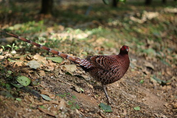 Copper Pheasant (Syrmaticus soemmerringii intermedius) male in Kochi pref, Japan 