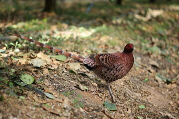Copper Pheasant (Syrmaticus soemmerringii intermedius) male in Kochi pref, Japan 
