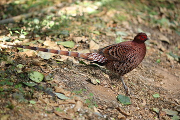 Copper Pheasant (Syrmaticus soemmerringii intermedius) male in Kochi pref, Japan 