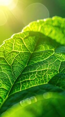 Obraz premium Close Up of Green Leaf with Detailed Veins and Dew Droplets in Bright Sunlight Vertical Composition