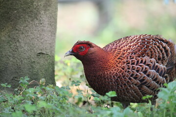 Copper Pheasant (Syrmaticus soemmerringii intermedius) male in Kochi pref, Japan 