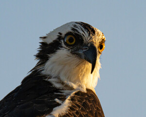 Close-up portrait of an Osprey Head