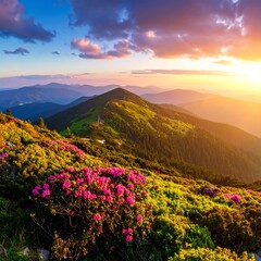 Mountaintop blossoms at sunset