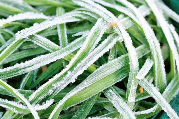 Close-up of frosted grass blades