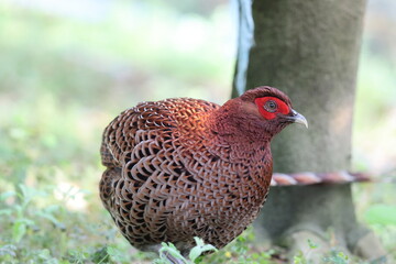Copper Pheasant (Syrmaticus soemmerringii intermedius) male in Kochi pref, Japan 