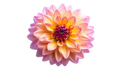 A vibrant, pink and yellow dahlia blossom