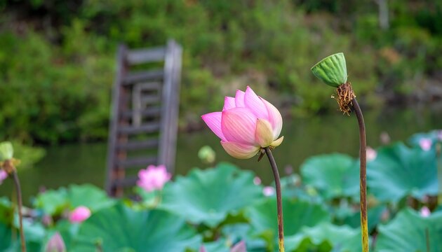Pink lotus flower by a pond