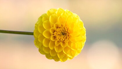 A vibrant yellow flower, round and full, on a stem