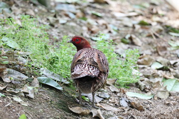 Copper Pheasant (Syrmaticus soemmerringii intermedius) male in Kochi pref, Japan 