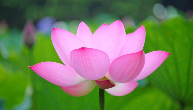 Pink lotus flower in focus