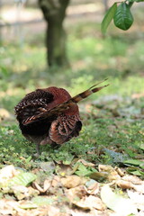 Copper Pheasant (Syrmaticus soemmerringii intermedius) male in Kochi pref, Japan 
