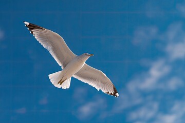 Obraz premium A seagull soaring against a vibrant blue sky