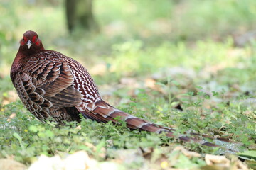 Copper Pheasant (Syrmaticus soemmerringii intermedius) male in Kochi pref, Japan 
