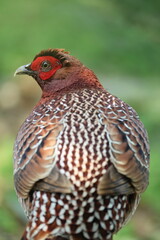 Copper Pheasant (Syrmaticus soemmerringii intermedius) male in Kochi pref, Japan 