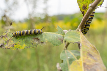 Monarch Butterfly Caterpillars Feeding on Milkweed in early September. 