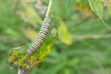 Monarch Butterfly (Danaus plexippus) Caterpillar munching away on milkweed leaf at the end of summer