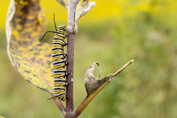 Monarch caterpillar feeding on milkweed, part of the last generation that will become butterflies and migrate south