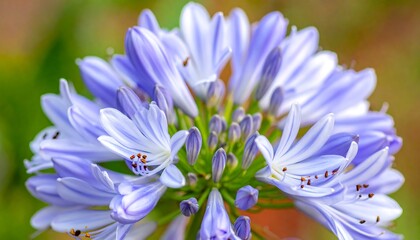 Close-up of vibrant purple flowers (1)
