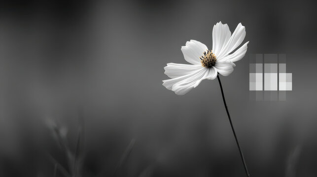 create ultraminimalist photograph featuring single flower against clean monochromatic background