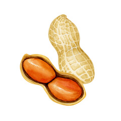 ピーナッツ 落花生　野菜 断面　水彩 イラスト