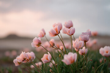 breathtaking sunset over meadow filled with colorful flowers in netherlands evoking tranquility