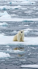 A majestic polar bear sits on a patch of ice, its reflection visible in the icy water, amidst a vast expanse of fragmented ice floes.
