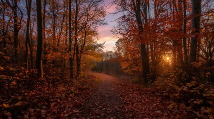 Fototapeta premium A scenic forest path covered in vibrant autumn leaves during a beautiful glowing sunset