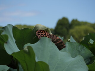 花の散った蓮の葉と花托