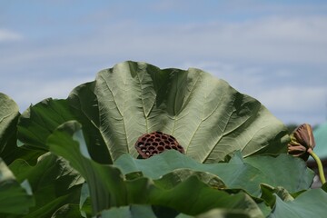 花の散った蓮の葉と花托