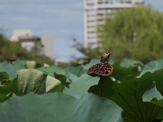 ハスの花托に止まっているスズメ