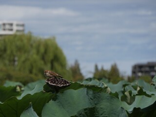 ハスの花托に止まっているスズメ