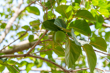 Obraz premium Close-up photo of the fruit of a persimmon tree growing green in early summer.