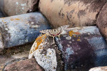 Close-up photo of a Sericinus montela butterfly resting on a Korean roof tile.
