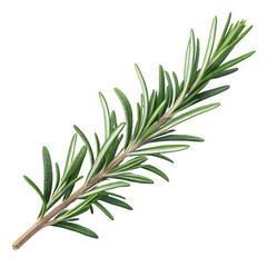 Fototapeta premium Rosemary sprig isolated on transparent background, a fragrant culinary herb