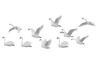 A flock of swans flying and swimming with white feathers and a red beak
