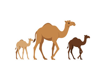 Three camels of different sizes and shades stand against a white background