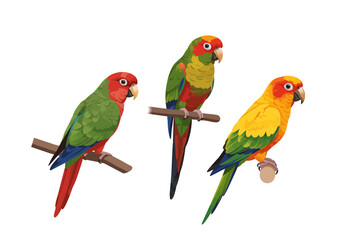 Three colorful parrots are perched on branches against a white background