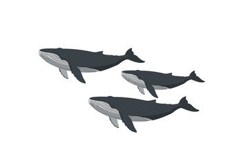 Three whales swimming each grayblue with a lighter belly are oriented towards the right