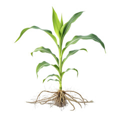 Fototapeta premium Corn plant with roots and soil isolated on transparent background