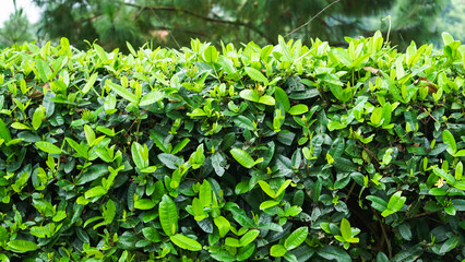 Obraz premium Tree Leaves on Branch – Natural Foliage, Botanical Detail, Greenery Background and Eco Nature Concept