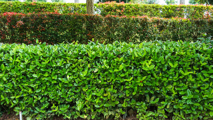 Tree Leaves on Branch – Natural Foliage, Botanical Detail, Greenery Background and Eco Nature...