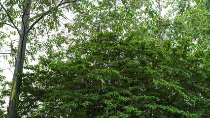 Tree Leaves on Branch – Natural Foliage, Botanical Detail, Greenery Background and Eco Nature Concept